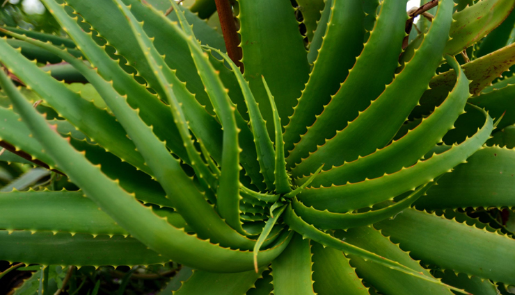 beauty tips,beauty tips in hindi,homemade moisturizer,skin in winter,skin care tips