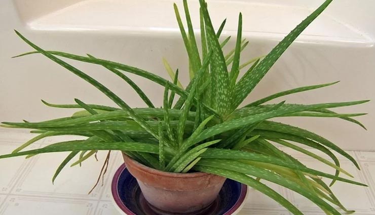 beauty tips,beauty tips in hindi,home remedies,natural beauty,skin care tips,beautiful face,lockdown,coronavirus