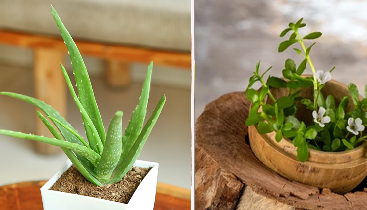 remedies to get black hair at home naturally,beauty tips,beauty hacks