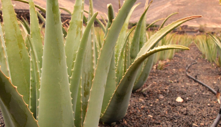 hair growth,hair growth tips,hair care tips,hare care,hair,hair problem,hair growth tips,beauty hacks,beauty tips