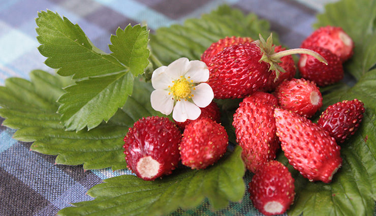 5 Amazing Health Benefits of Alpine Strawberries