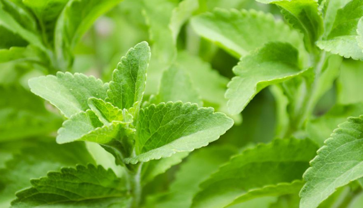 stevia,agave syrup,aspartame,saccharin,sucralose,healthy substitutes of sugar,sugar,Health tips,summer tips,fitness tips