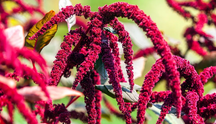 13 Reasons Why Including Amaranth in Your Diet is Considered Super Healthy