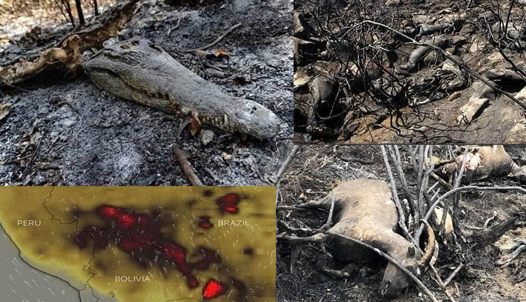 amazon,forest,brazil,fire,animals,death,devastation,media,fire in amazon,news,news in hindi