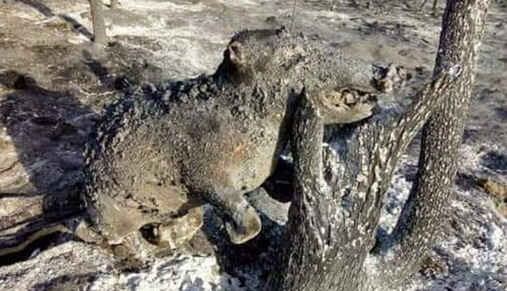 amazon,forest,brazil,fire,animals,death,devastation,media,fire in amazon,news,news in hindi