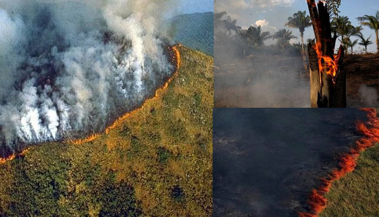 amazon,forest,brazil,fire,animals,death,devastation,media,fire in amazon,news,news in hindi ,अमेजन, जंगल, ब्राजील, आग, जीव, जंतु, मौत, तबाही, मीडिया