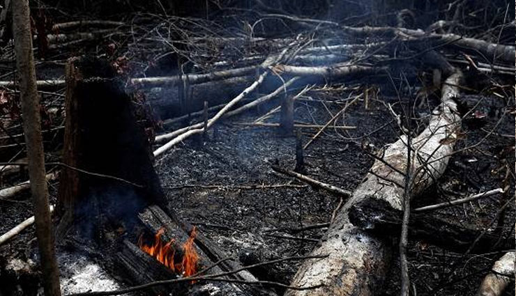 amazon,forest,brazil,fire,animals,death,devastation,media,fire in amazon,news,news in hindi