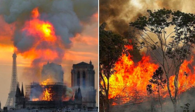 amazon,forest,brazil,fire,animals,death,devastation,media,fire in amazon,news,news in hindi