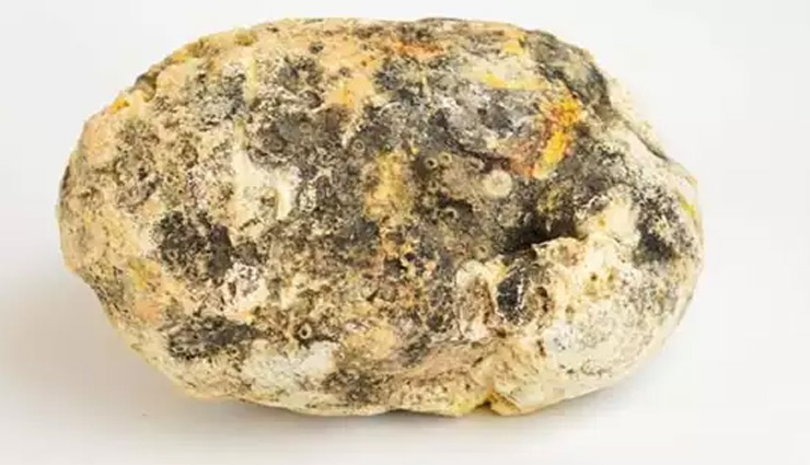 thailand,thailand fisherman,whae vomit,ambergris,weird news,what is ambergris