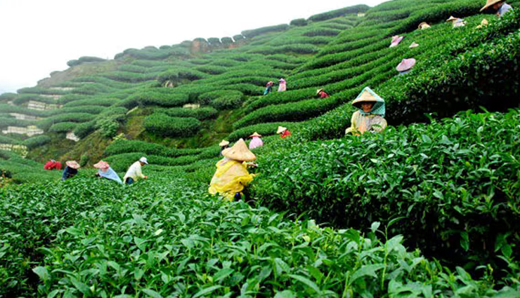 tea estates in assam,assam tea gardens to visit,popular tea estates assam,cultural significance assam tea,economic impact assam tea gardens,tea cultivation in assam,assam tea industry,sustainable tea estates assam,organic tea gardens assam,eco-friendly tea farms assam,ethical tea cultivation assam,must-visit tea estates in assam,top tea gardens in assam,guide to assam tea estates,touring assam tea plantations