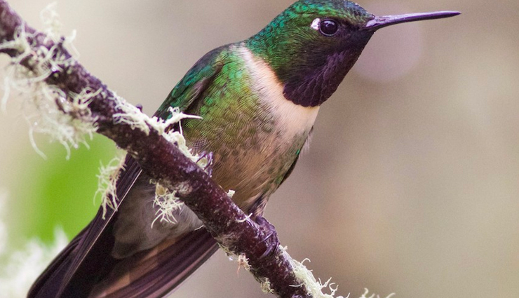 hummingbird species exploration,enchanting varieties of hummingbirds,unveiling diverse hummingbird species,avian wonders: 10 enchanting types,vibrant colors in hummingbird species,birdwatcher delight: diverse hummingbird species,hummingbird species showcase,discovering unique hummingbird varieties,intriguing features of hummingbirds,exploring the world of hummingbird species