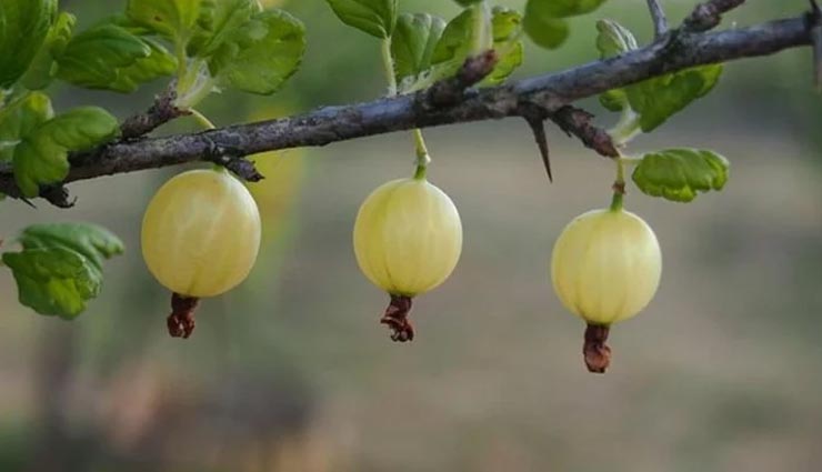 Health tips,health tips in hindi,home remedies,irritation and dryness of eyes,eyes care tips