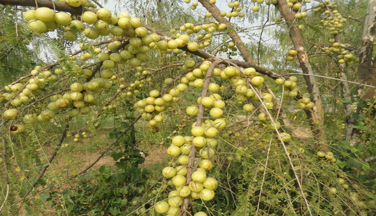 vastu tips,vastu tips in hindi,money plant