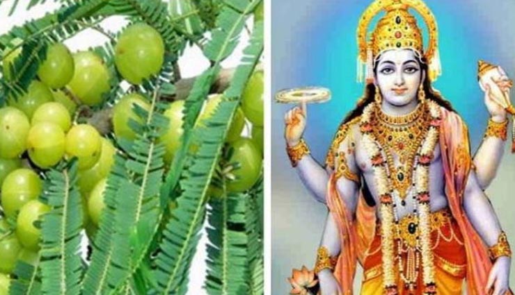 Amla Navami 2019 : आंवला नवमी का पूजन कराता हैं अक्षय पुण्य की प्राप्ति, जानें इसकी पूर्ण विधि