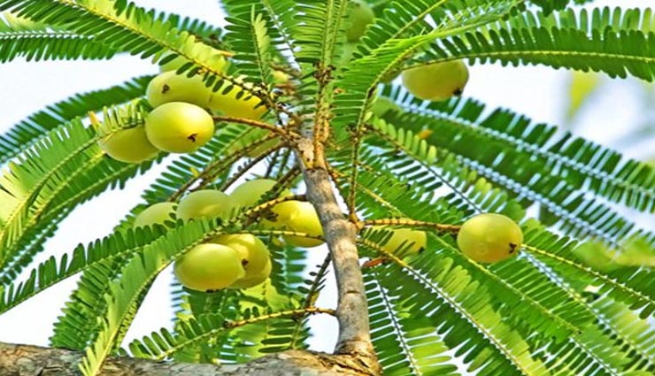 astrology tips,astrology tips in hindi,amla navami,akshaya punya,amla navami measures