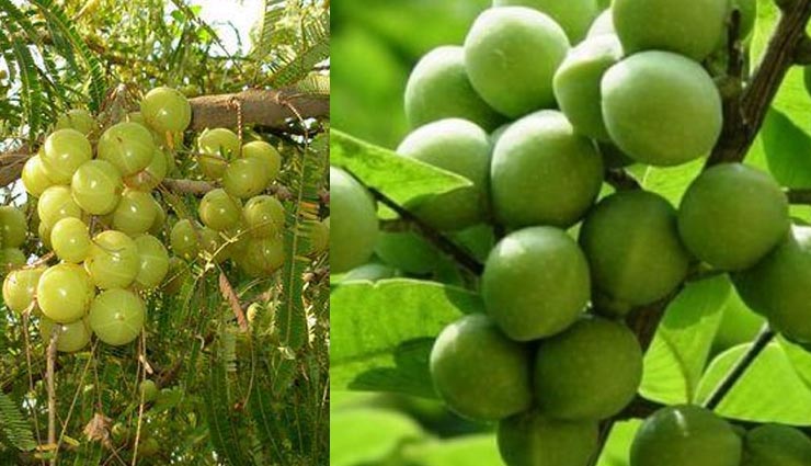 रीठा आवंला के उपयोग बालो के लिए amla and reetha is good for hair,amla reetha uses in hindi,beauty tips in hindi,beauty benefits,amla,reetha,sapindus mukorossi