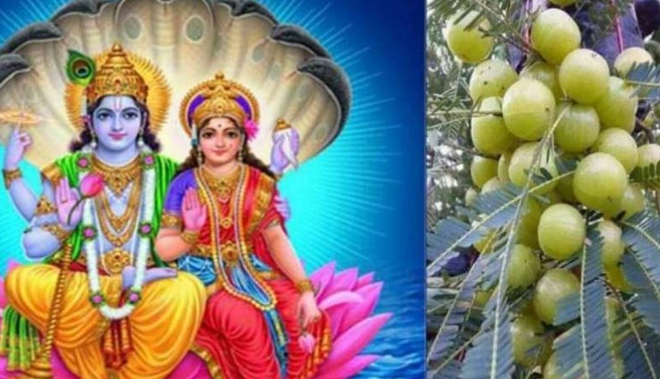 astrology tips,astrology tips in hindi,astrology measures,amla remedies