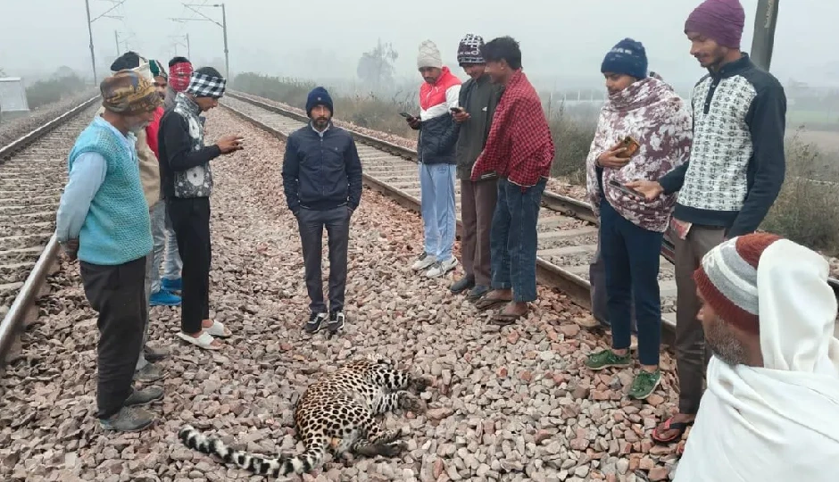 अमरोहा में ट्रेन से टकराकर तेंदुए की मौत, जिले में साल की छठी घटना