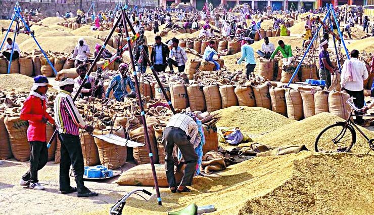 किसानों को राहत : राजस्थान में 25 क्विंटल के बजाय अब 40 क्विंटल उपज की होगी तुलाई, केन्द्र सरकार ने दी अनुमति