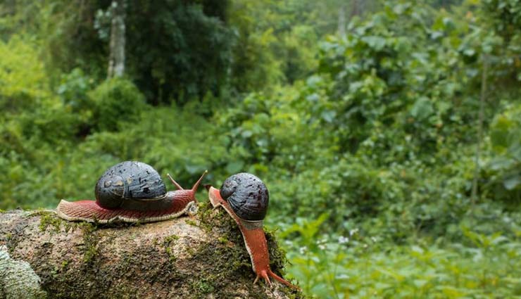 anamalai tiger reserve,kerala