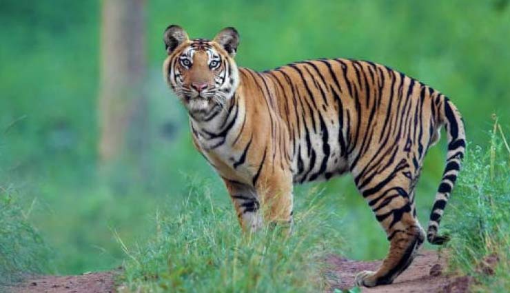 Facts About Anamalai Tiger Reserve