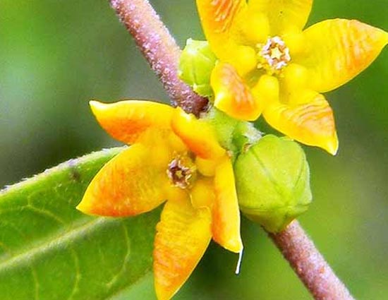 5 Amazing Benefits of Anantmool