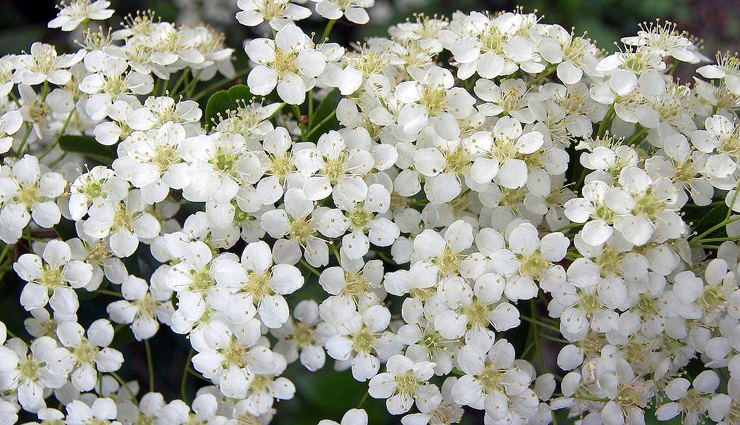 flower gift ideas for women,flowers for romantic gestures,popular flowers for girlfriends,flowers for women’s preferences,romantic floral arrangements,choosing flowers for her,flower meanings for romantic gifts,favorite flowers for female friends,flowers that women adore,symbolic flowers for romantic gifts