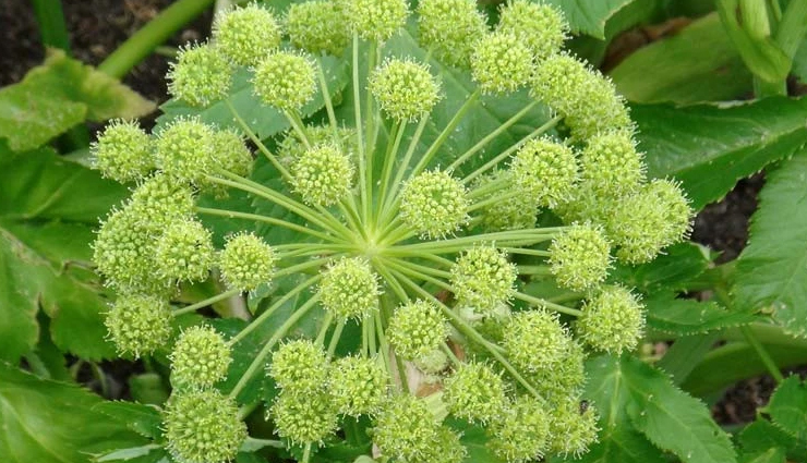 acid reflux home remedies,natural remedies for acid reflux,quick relief from acid reflux,home treatments for heartburn,herbal remedies for acid reflux,acid reflux relief at home,acid reflux diet home remedies,effective acid reflux remedies,homeopathic remedies for heartburn,diy acid reflux treatments