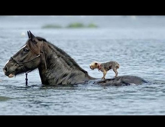 Video - Touchy Moment When One Animal Saved Life of Another Animal