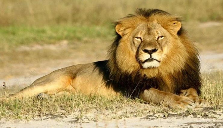 भूलकर भी घर में ना लगाएं इस तरह की तस्वीरें, बनती हैं परेशानियों का कारण vastu tips,vastu tips in hindi,negativity in life,pictures bring bad luck