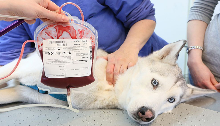 यहां इंसान नहीं बल्कि कुत्ते-बिल्ली करते हैं रक्तदान