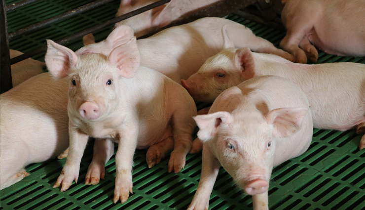 nipah virus outbreak,kerala nipah virus,nipah virus symptoms,nipah virus early signs,nipah virus malappuram,nipah virus 2024,nipah virus prevention