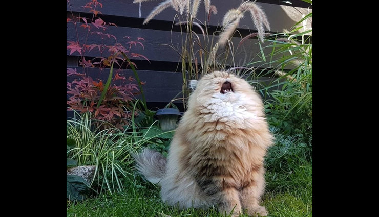 animals sneezing,astrology tips