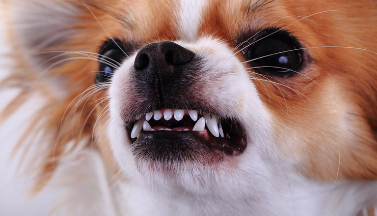 animals sneezing,astrology tips