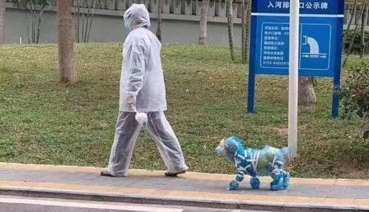 coronavirus,dogs and cats,coronavirus,cat and dogs,coronavirus news,weird news