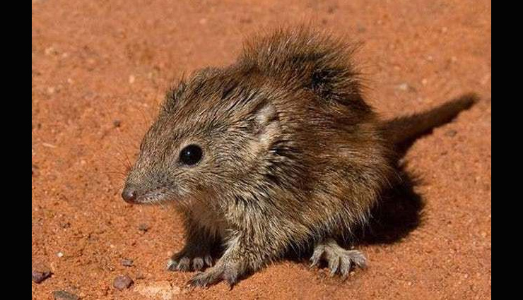 animals that die after intimacy,weird animals