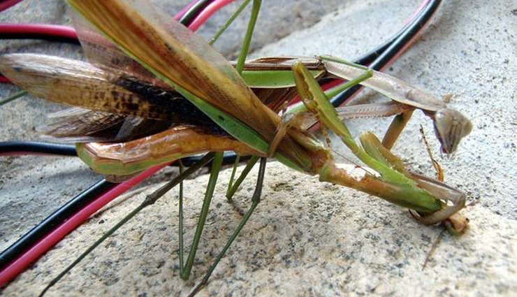 5 Animals That Die Immediately After Intimacy