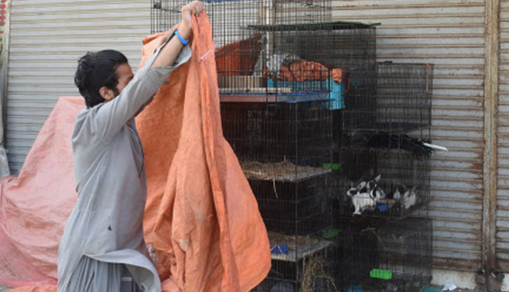 कोरोना लॉकडाउन : पाकिस्तान में तड़प-तड़पकर मर गए सैकड़ों बिल्लियां, कुत्ते और खरगोश