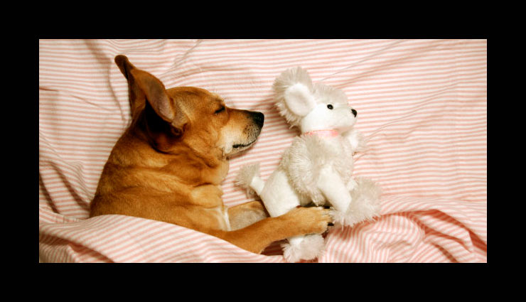 seeings animals in dreams,animals astrology
