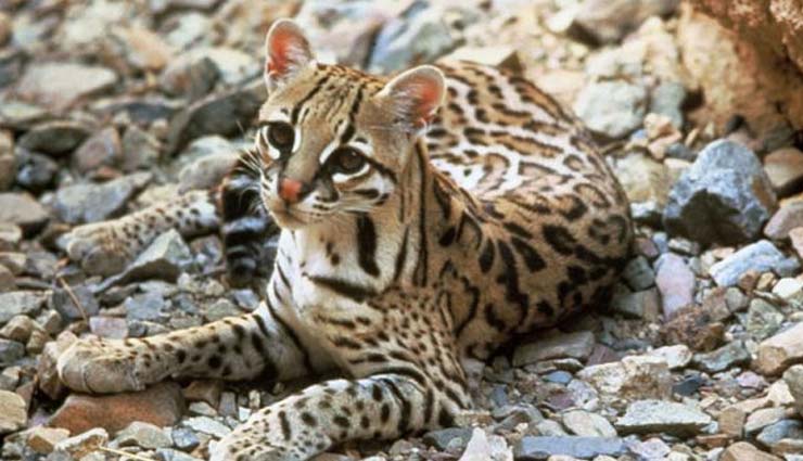 mexico,animals to spot in mexico,spider monkey,axolotl,cacomistle,mexican prairie dog,ocelot