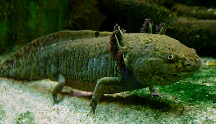 spider monkey,axolotl,cacomistle,ocelot,mexican prairie dog,species of animals,animals to spot in mexico,mexico