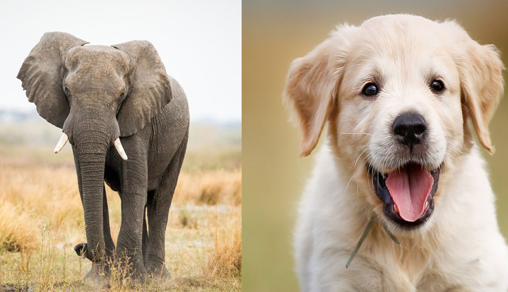 animals in dreams,good luck,astrology tips