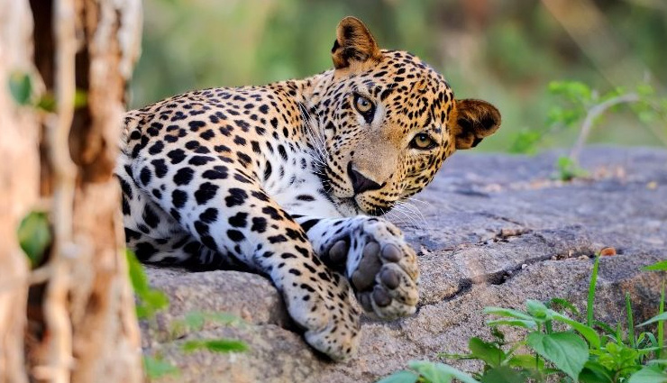 sri lankan elephants,sri lankan leopards,peacocks,sri lankan junglefowl,grey hornbill,animals to spot in sri lanka,sri lanka