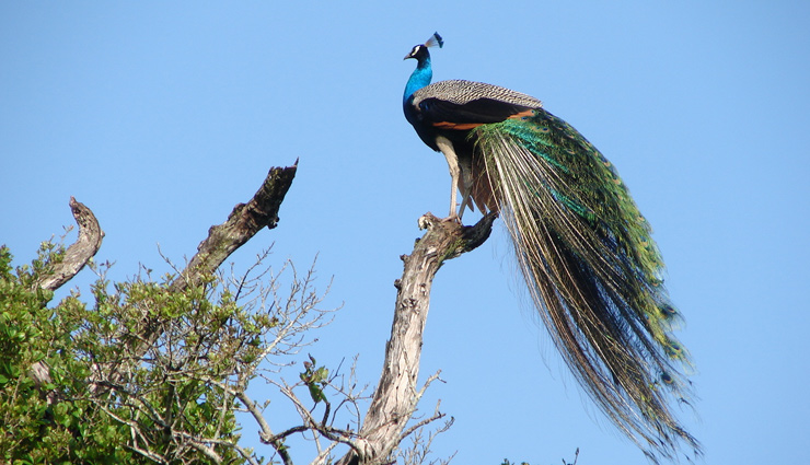 sri lankan elephants,sri lankan leopards,peacocks,sri lankan junglefowl,grey hornbill,animals to spot in sri lanka,sri lanka