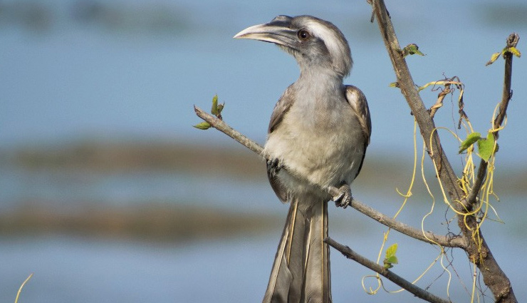 sri lankan elephants,sri lankan leopards,peacocks,sri lankan junglefowl,grey hornbill,animals to spot in sri lanka,sri lanka