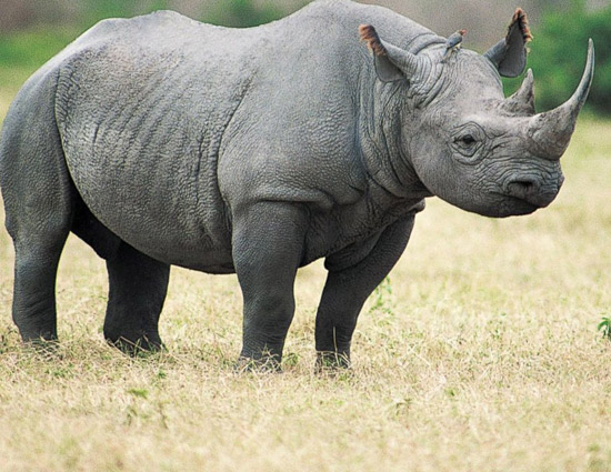 5 Species That Ended Because of Humans