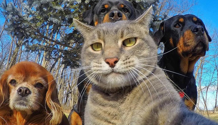 जानवरों से जुड़े ये ज्योतिषीय उपाय, दिलाएँगे आपको सभी समस्याओं से छुटकारा 