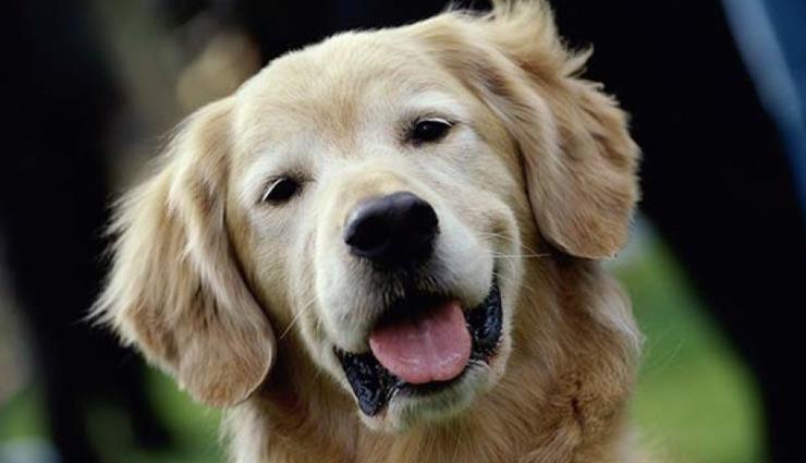 animals vastu,astrology tips