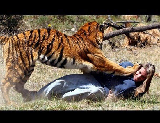 SHOCKING 5 Trainers Who Were Killed By Their Animals