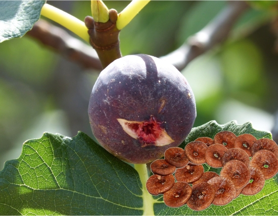 अंजीर के 10 चमत्कारिक औषधीय गुण